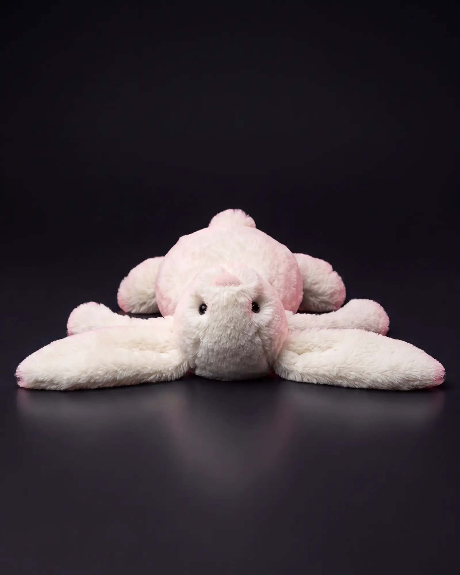 Bashful Cream Bunny on a dark studio background.